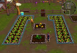 For cactus enthusiasts, growing cactus from seeds is rewarding though it requires patience as they sometimes take longer to thrive. Farming Guild Runescape Guide Runehq