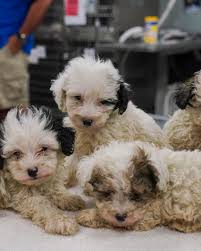 The puppy mill rescue team rescue is the part of our organization that consists of our skilled, volunteer foster families, and our adoptable dogs. Who Let The Dogs Out Hillsborough County Says Puppy Mill Rescues Now Ready For Adoption