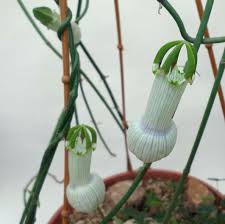 Image result for Ceropegia rendallii
