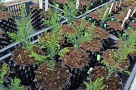 Linking national gene bank with community seed vegetables impact of home gardens in consumption of fruits and. Ex Situ Surveys Botanic Gardens Conservation International