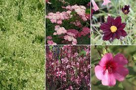 Anisodontea Plantation Entretien Et Taille