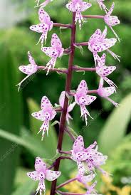 Image result for Stenoglottis