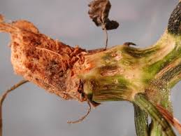 As the fruit grows, spots graduate into sunken. Squash Cucurbita Spp Crown And Foot Rot Pacific Northwest Pest Management Handbooks