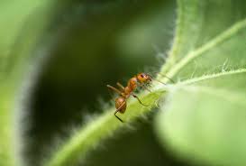 Image result for ant bite