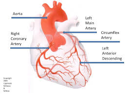 The phloem uses active transport to transport the food nutrients like glucose and amino acids around the pla. What Arteries Feed The Heart Socratic