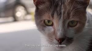 The Best Movies Of 2017 Good Movies To Watch Good Movies Cats