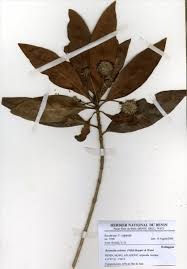 Image result for Breonadia