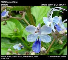 Image result for Rotheca wildii