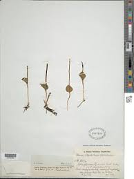 Image result for Ophioglossum gomezianum