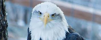 This course will introduce terms, concepts, . Powershell