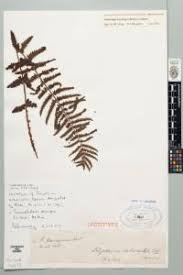 Image result for Pneumatopteris afra