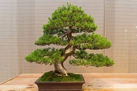 We did not find results for: Juniper Bonsai Tree Types How To Grow And Care Florgeous