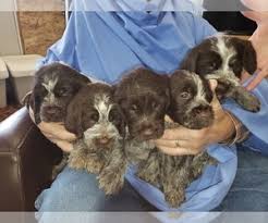 Wirehaired pointing griffon puppies / pups for sale at grandview griffons, fort lupton, colorado View Ad Wirehaired Pointing Griffon Litter Of Puppies For Sale Near Idaho Burley Usa Adn 171799