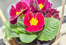 Save on flowers & gifts today. Cosentino The Poison But Pretty Primrose Lifestyles Auburnpub Com