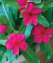 Deer populations and deer taste preferences are variable, and if you have large herds with limited food supply, you are more likely to experience deer damage. Vincas Annual Flowers Deer Resistant Garden Deer Resistant Plants