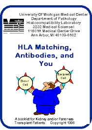 Hla Matching Antibodies And You