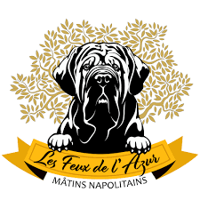 Personnellement, j'ai été longtemps allergique aux bonne résolutions mais j'aime désormais me donner. Naissance Du 9 Fevrier 2021 Les Feux De L Azur Eleveur De Matins De Naples
