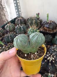 Anhalonium lewinii, anhalonium williamsii, ariocarpus williamsii, echinocactus williamsii, lophophora echinata, lophophora lewinii, lophophora lutea, mammillaria. Má»™t Goc VÆ°á»n Cactus Cacti Cactii Cactilove Succulents Plants Gymnocalycium Ariocarpus Rebutia Lophophora Xuongrong Banx Cactus Plants Cactus Plants