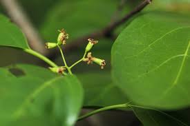 Image result for Cordia goetzei