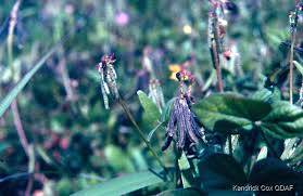 Image result for Vigna oblongifolia