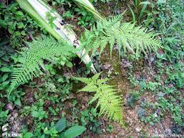 Image result for Pityrogramma