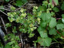 Image result for Eriosema monticola