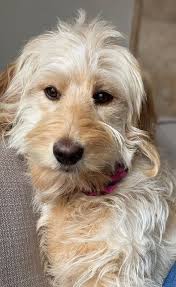 Pin On Straight Hair Labradoodle