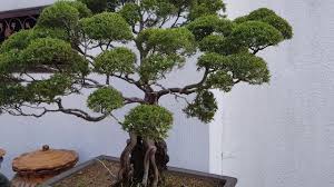 Maybe you would like to learn more about one of these? Berburu Bonsai Di Hutan Cucur Atap Sapu Sapu Terbaru 2021 Youtube