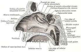 Parietal bone (os parietale), steam room, flat, is rectangular in shape and is involved in the formation of the upper and lateral part of the cranial vault. Nasal Cavity