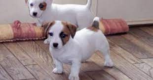 Jack Russel Terrier S Are Full Of Energy Jack Russell Terrier Puppies Jack Russell Dogs Jack Russell Puppies