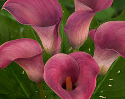 Modern medicine recognizes calla lily's antidotal properties. Zantedeschia Coastal Purple Calla Lily Coastal Purple In Gardentags Plant Encyclopedia