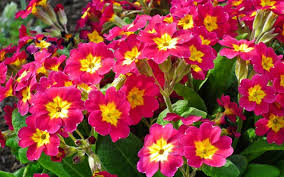 These will turn your garden, terrace or. Plants That Give A Splash Of Winter Color To A Garden In France Renestance