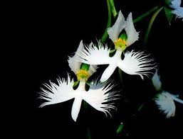 Image result for Habenaria edgarii
