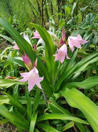 Image result for Crinum harmsii