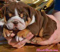 One of the breeders you can try to visit is named bueno's little bulldogs. Toy Bulldog Puppies Images