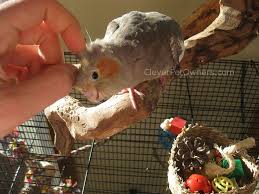 Prioritize hd cameras show locations show recommended cams. How To Tell The Age Of A Cockatiel Clever Pet Owners