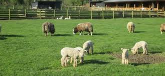 Come down and visit us as see over 30 different animal varieties; 12 Best Petting Zoos In London Near Me Attractions In Greater London Day Out With The Kids