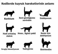 Muserref Erdogan Adli Kullanicinin Cici Kedi Panosundaki Pin Kedi Kedileri Seviyorum Cok Sirin Hayvanlar
