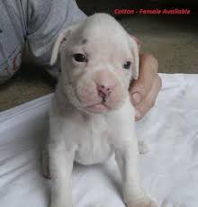 Yes, we at dogspot advocate adoption of dogs instead of buying a find dogs and puppies available for adoption and at our site. Boxer Puppies Pets And Animals For Sale Wisconsin