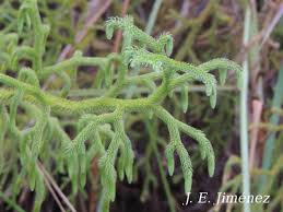 Image result for Lycopodiella cernua