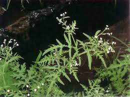 Image result for Parthenium hysterophorus