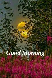 Good morning images with nature: Pin By Subithaelena Elena On Good Morning Morning Pictures Beautiful Nature Good Morning Flowers