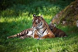 It was owned by walter rick and traveled the german fairs. Parken Zoo Photos Facebook