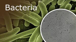 Maybe you would like to learn more about one of these? Bacteria Under A Microscope 1000x 2500x Youtube