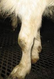 Goat Suffering From Cae With A Swollen Knee Joint Photo Karianne Muri Norway Has A Project To Eradicate Cae Johne S Disease And Cla From Goat Her