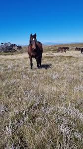 trade in Gippsland bred horses ...