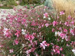 Image result for Oenothera lindheimeri