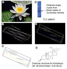 Image result for Nymphaea maculata
