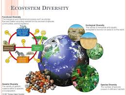Ppt Ecosystem Diversity Powerpoint Presentation Free Download Id 1957128