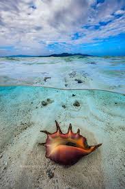 Photo Sous Marine Photographe Sous Marin Coquillage Sur Le Sable Du Lagon De Mayotte Coquillage Photos Mayotte Island